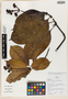 Palicourea ucayalina C. M. Taylor, Peru, J. Schunke Vigo 15678, Isotype, F