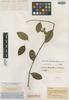 Senecio tarapotensis Cabrera, PERU, R. Spruce 4811, Isotype, F