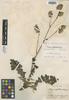 Perezia perfoliata Remy, CHILE, C. Gay s.n., Isotype, F