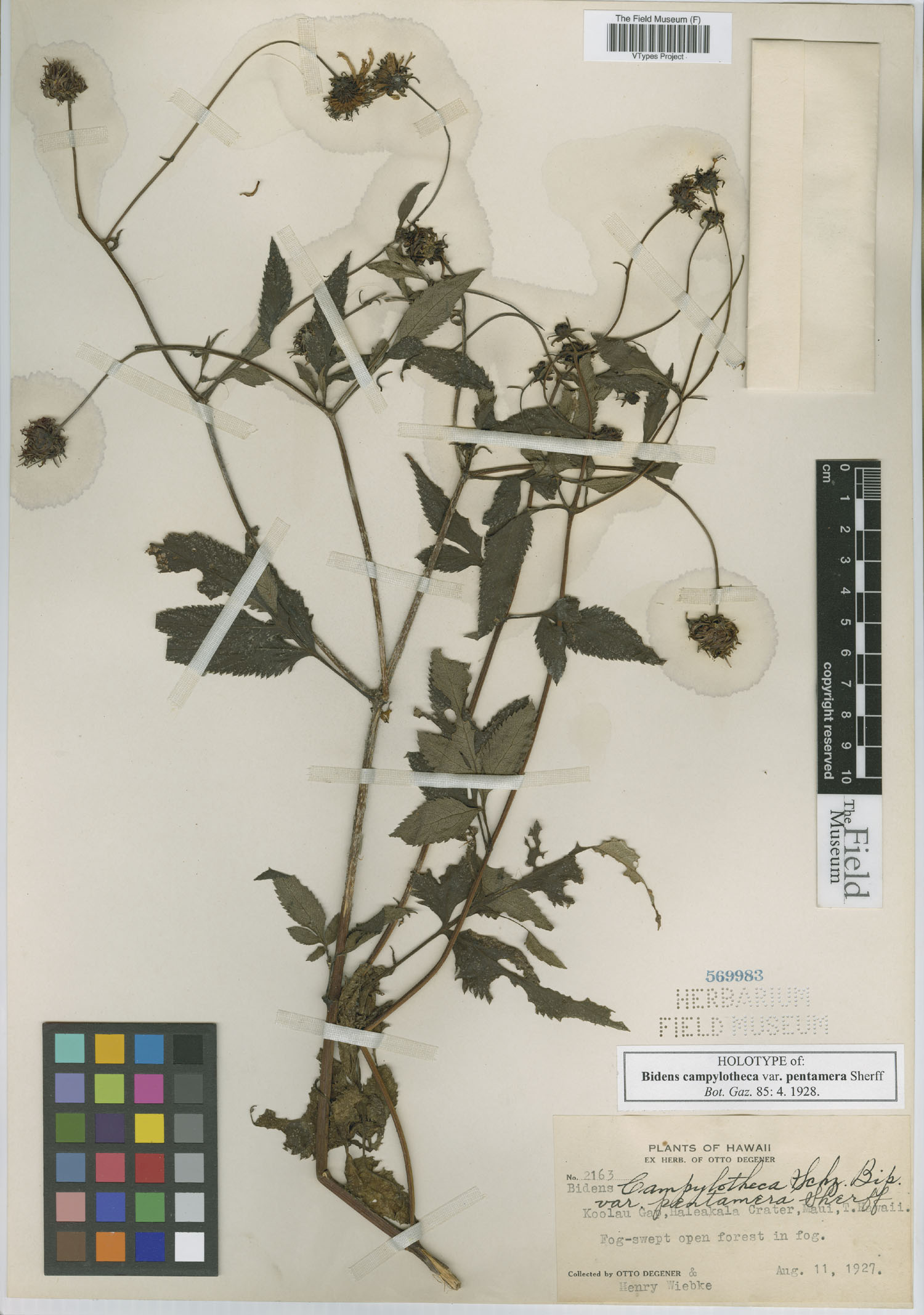 Bidens campylotheca var. pentamera image