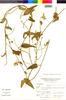 Flora of the Lomas Formations: Sarcostemma solanoides (Kunth) Decne., Peru, A. Sagástegui A. 10936, F