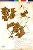 Flora of the Lomas Formations: Begonia geraniifolia Hook., Peru, N. Angulo 1017, F