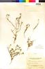 Flora of the Lomas Formations: Cryptantha filaginea (Phil.) Reiche, Chile, I. M. Johnston 4808, F
