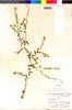 Flora of the Lomas Formations: Cryptantha granulosa (Ruíz & Pav.) I. M. Johnst., Peru, P. C. Hutchison 1281, F