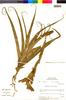 Flora of the Lomas Formations: Tillandsia latifolia Meyen, Peru, M. O. Dillon 3833, F