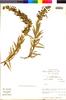 Flora of the Lomas Formations: Lobelia polyphylla Hook. & Arn., Chile, M. O. Dillon 5437, F