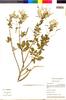 Flora of the Lomas Formations: Cleome chilensis DC., Peru, M. Weigend 816, F