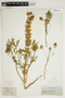 Lupinus densiflorus var. menziesii image