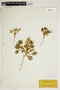 Lupinus pusillus Pursh, E. Hall 94, F