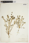 Lupinus polycarpus Greene, U.S.A., A. A. Heller 7294, F
