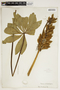 Lupinus polyphyllus Lindl., A. Eastwood, F