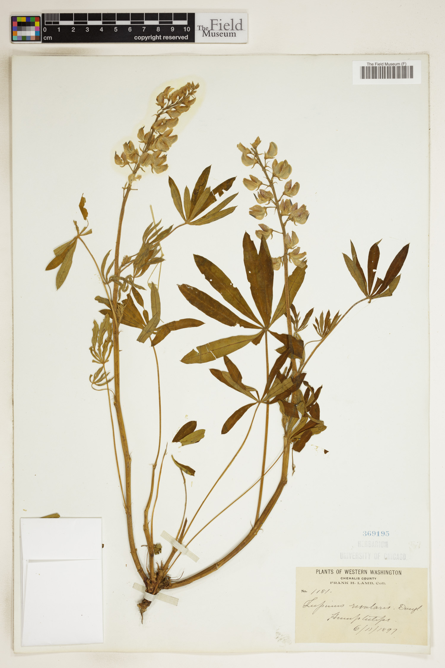 Lupinus rivularis image