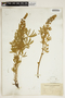 Lupinus sericeus Pursh, U.S.A., L. M. Umbach 145, F