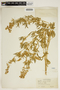 Lupinus sericeus Pursh, U.S.A., E. B. Payson 2565, F