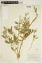 Lupinus sericeus Pursh, U.S.A., B. Maguire 19200, F