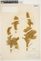 Lupinus sericeus Pursh, U.S.A., C. B. Atwell, F