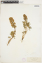 Lupinus sericeus Pursh, U.S.A., T. J. Howell, F
