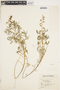 Lupinus truncatus image