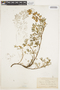 Lupinus variicolor image
