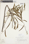 Salix humboldtiana Willd., Mexico, M. Nee 22458, F