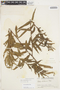 Salix humboldtiana Willd., GUATEMALA, P. C. Standley 65783, F
