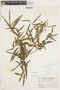 Salix humboldtiana Willd., GUATEMALA, P. C. Standley 72040, F