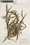 Salix humboldtiana image