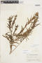 Salix humboldtiana Willd., GUATEMALA, P. C. Standley 65693, F