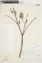 Salix humboldtiana Willd., Mexico, 1017, F