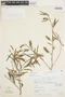 Salix humboldtiana Willd., Mexico, J. Dorantes 1268, F