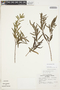 Salix humboldtiana image