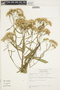 Pluchea salicifolia image