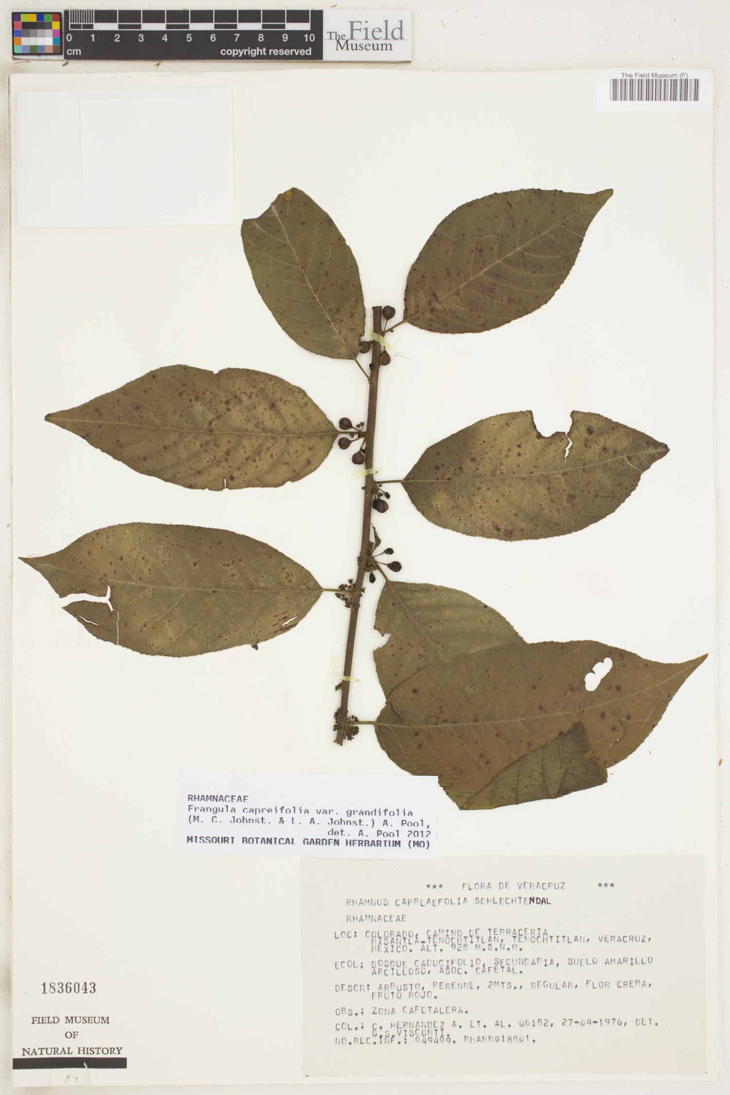 Frangula capreifolia var. grandifolia image