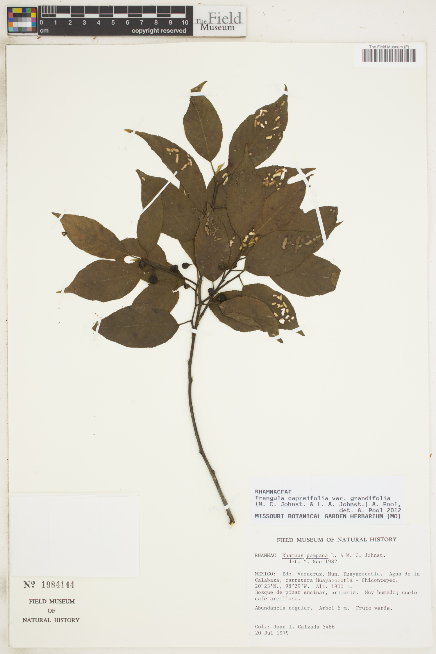 Frangula capreifolia var. grandifolia image