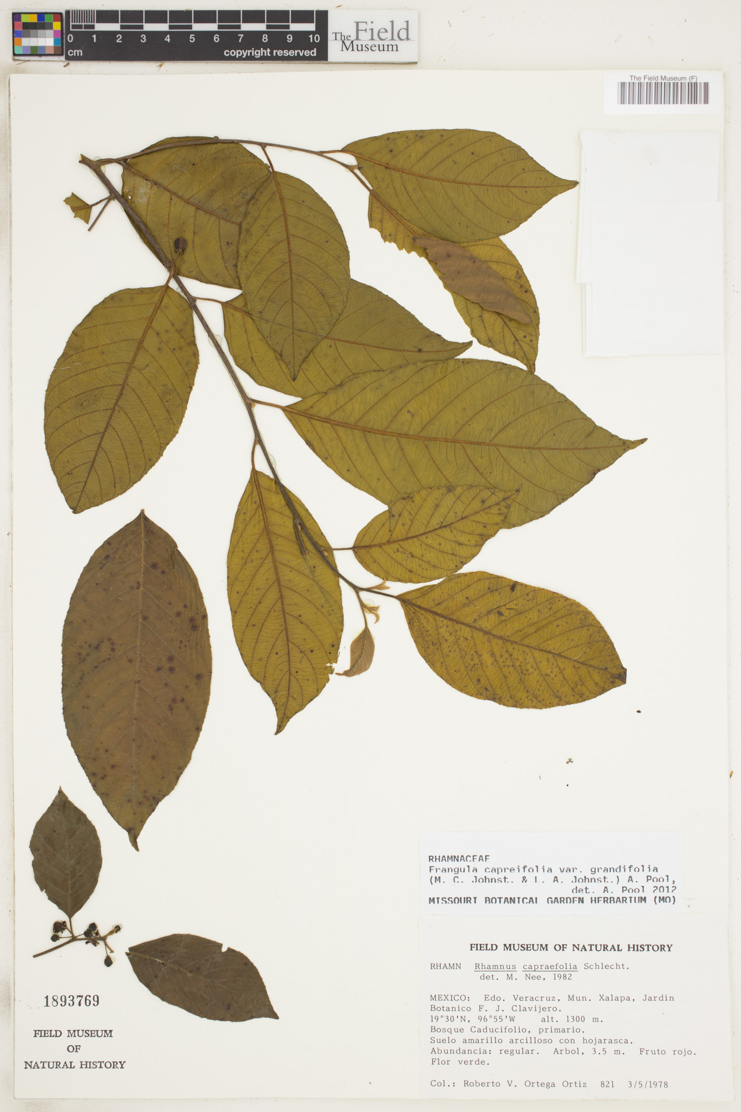 Frangula capreifolia image