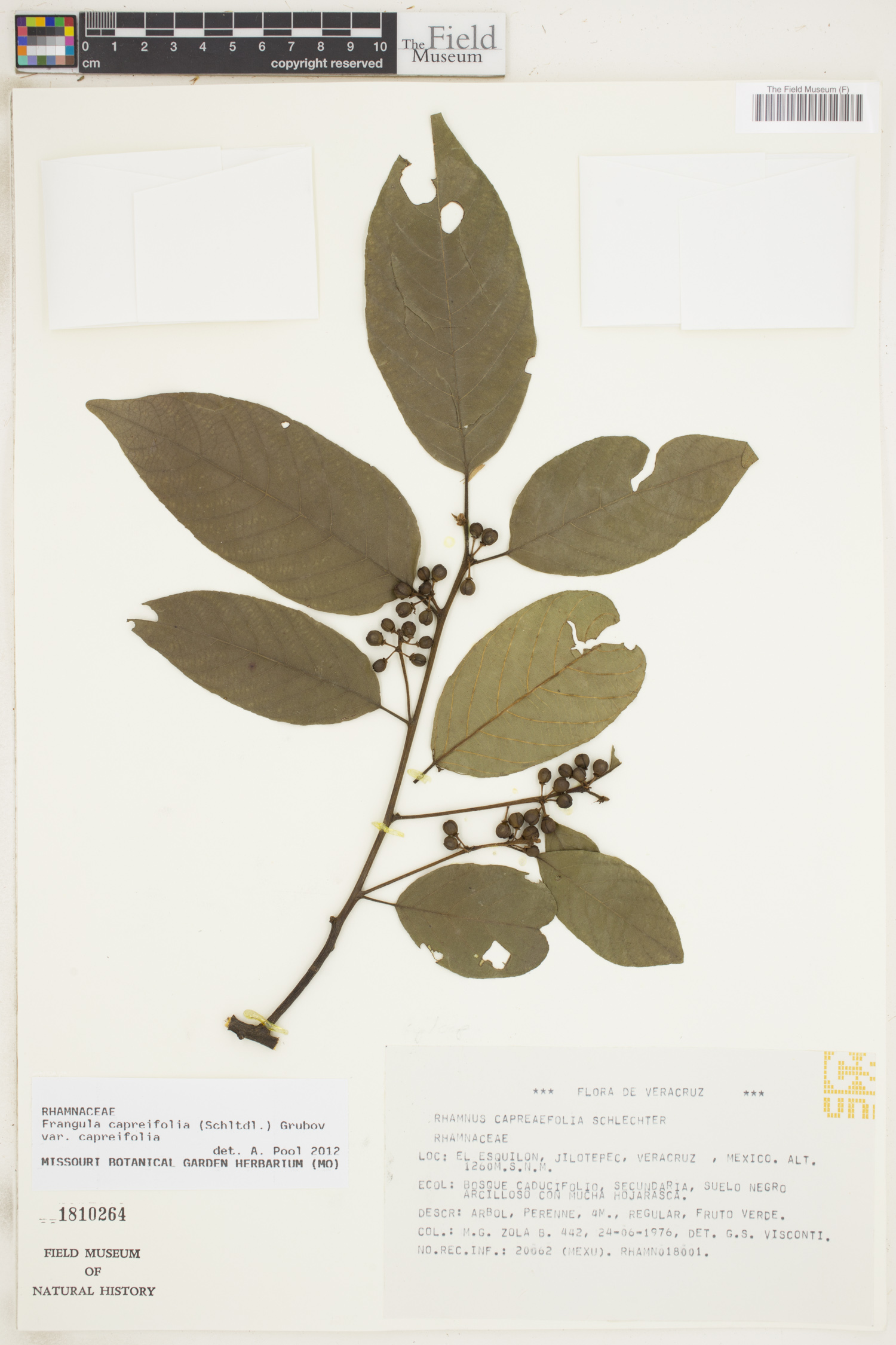 Frangula capreifolia image