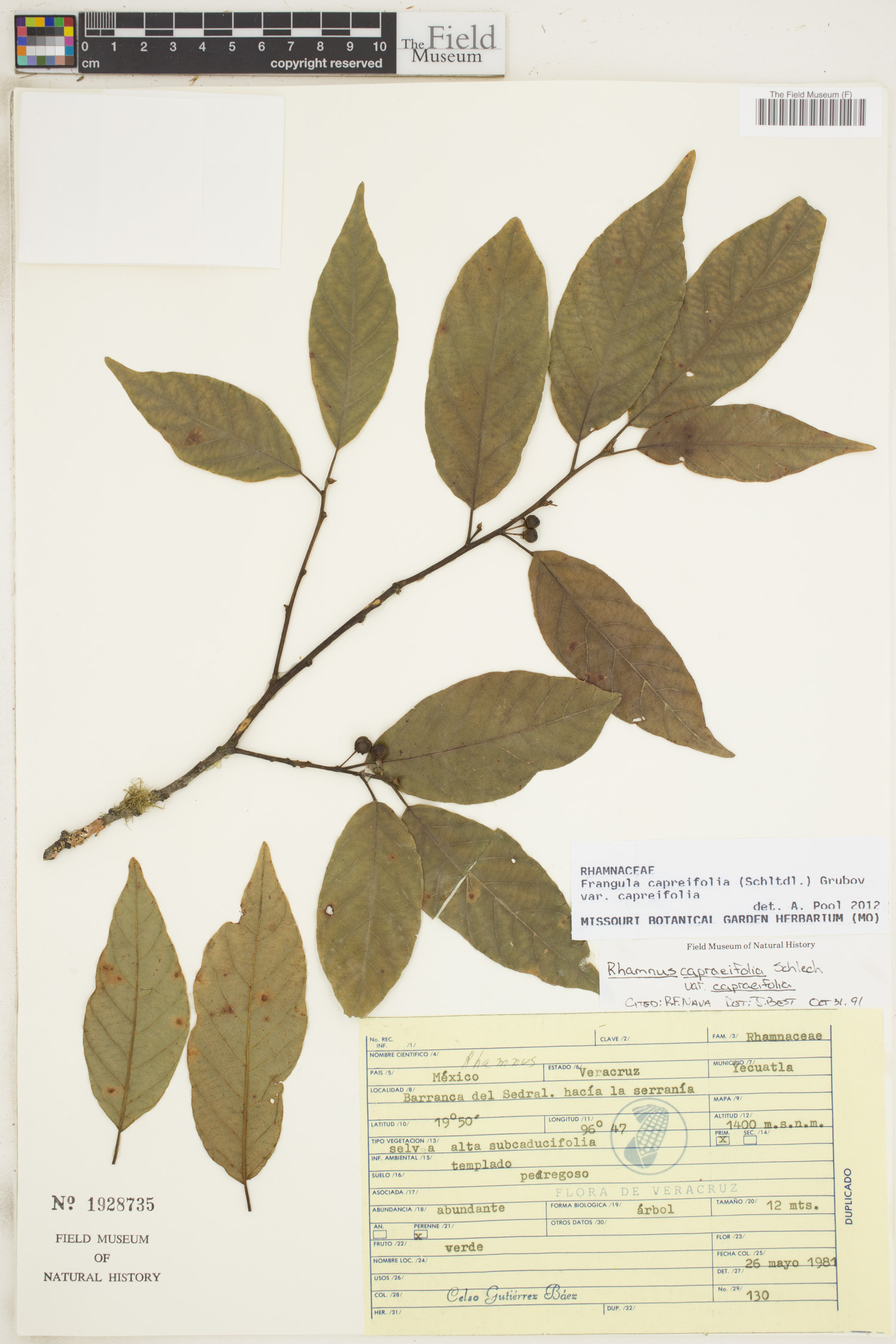 Frangula capreifolia var. capreifolia image