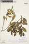 Frangula oreodendron image