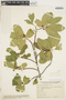 Frangula betulifolia image