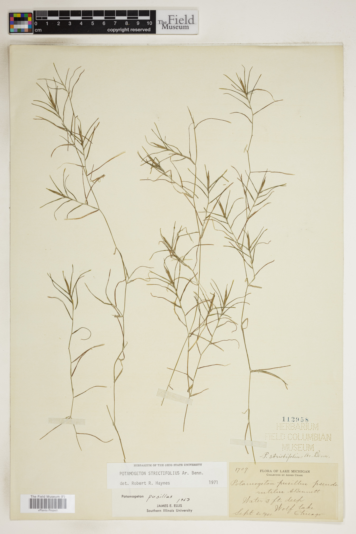 Potamogeton strictifolius image