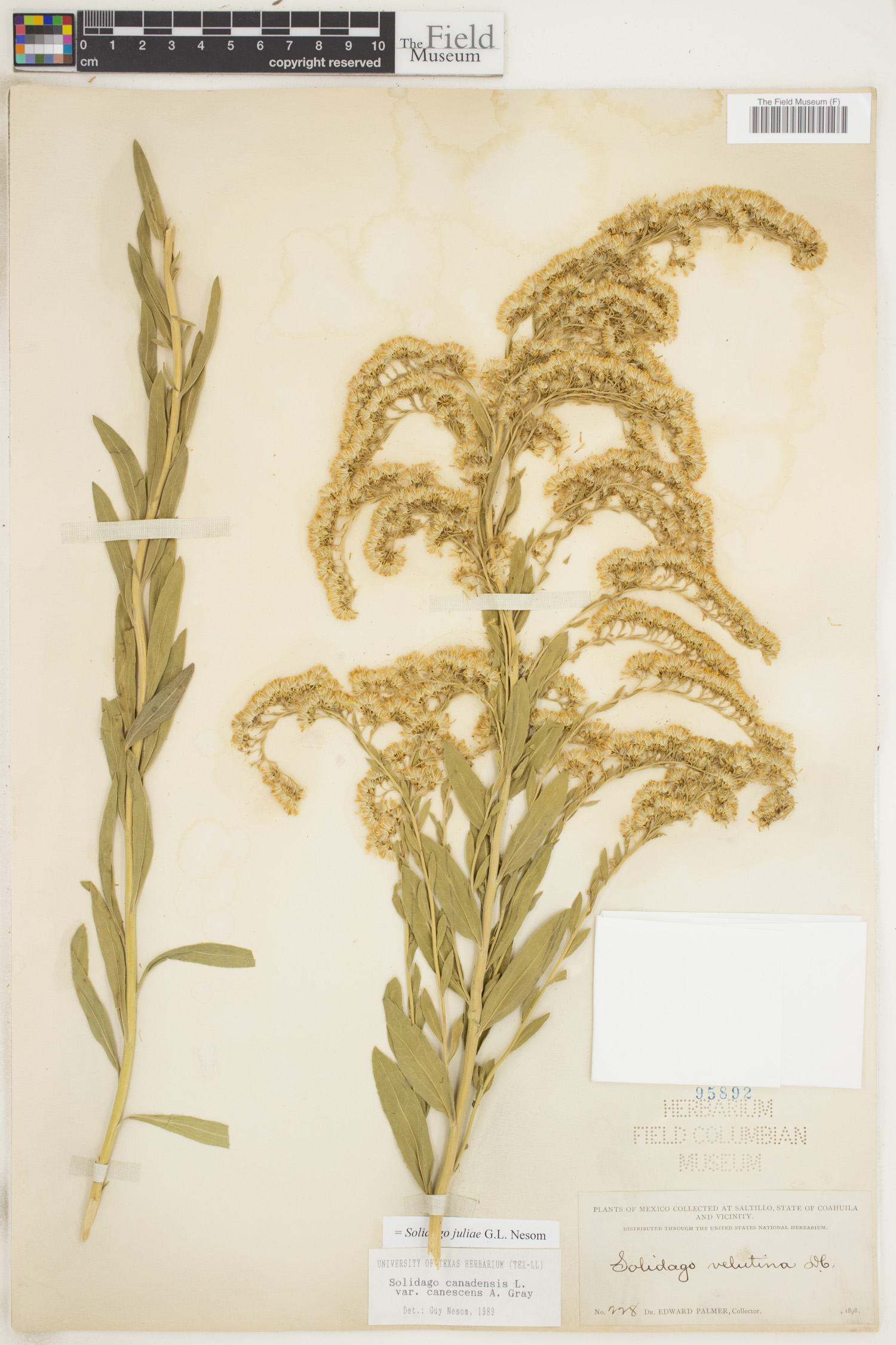 Solidago juliae image