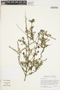 Salix taxifolia image