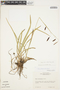 Carex brunnipes image