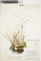 Carex caxinensis image
