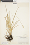 Carex guatemalensis image