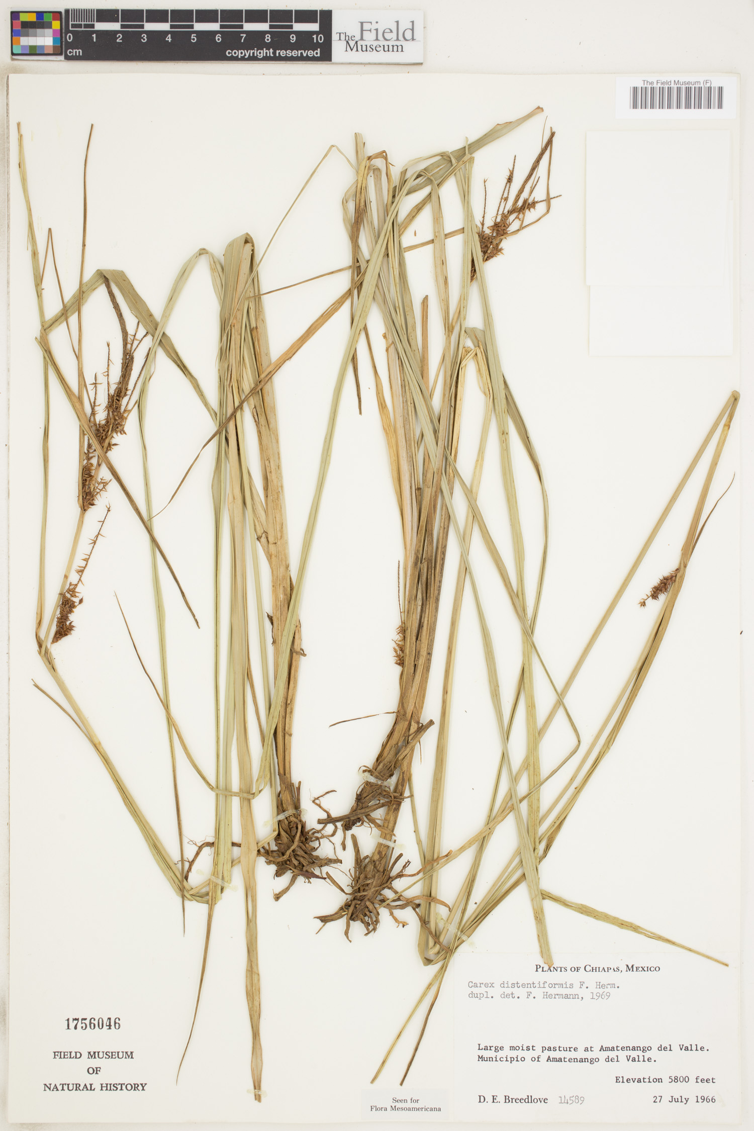 Carex distentiformis image