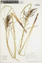 Carex jamesonii Boott, COSTA RICA, K. A. Barringer 2793, F