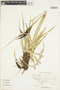 Carex jamesonii Boott, COSTA RICA, G. E. Crow 6983, F