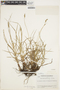 Carex guatemalensis image