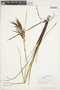 Carex jamesonii Boott, COSTA RICA, K. A. Barringer 2881, F